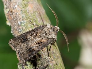 Agrotis clavis