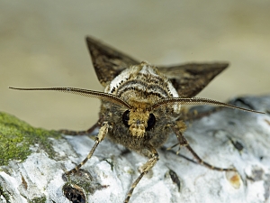 Agrotis clavis