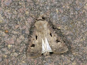 Agrotis exclamationis