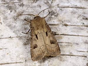 Agrotis exclamationis