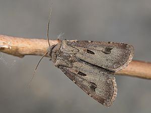 Agrotis exclamationis