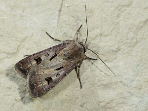 Agrotis exclamationis