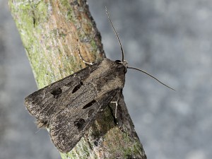 Agrotis exclamationis