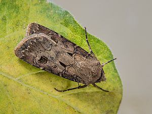 Agrotis exclamationis