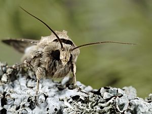 Agrotis exclamationis