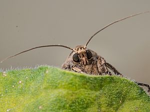 Agrotis exclamationis