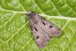 Agrotis exclamationis