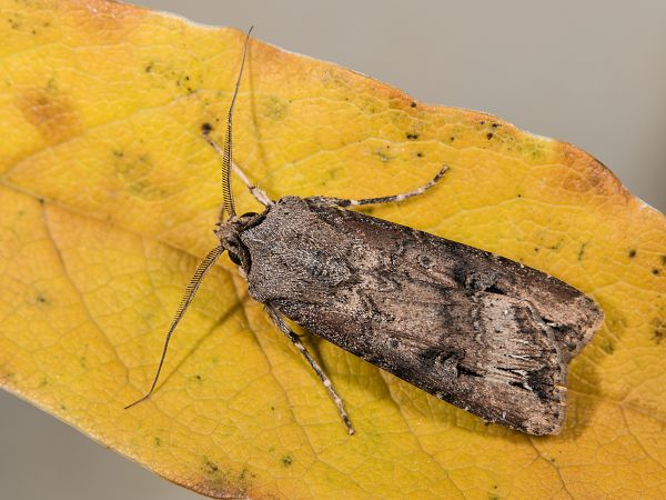 Agrotis ipsilon