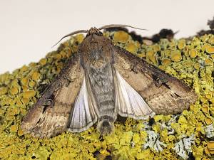 Agrotis ipsilon