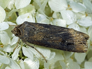 Agrotis ipsilon