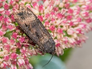 Agrotis ipsilon