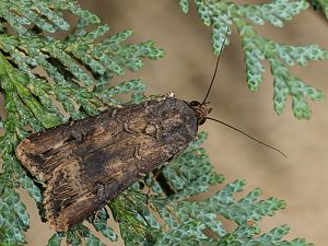 Agrotis ipsilon