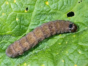 Agrotis ipsilon