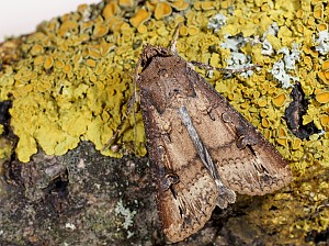 Agrotis ipsilon