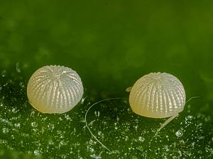 Agrotis puta