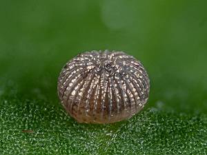 Agrotis puta