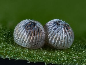 Agrotis puta