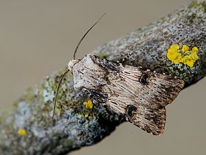 Agrotis puta