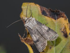 Agrotis puta