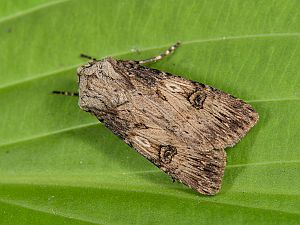 Agrotis puta