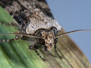 Agrotis puta