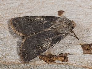 Agrotis puta