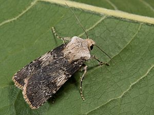 Agrotis puta