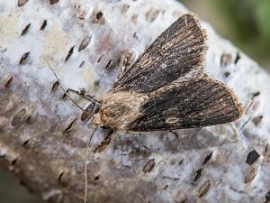 Agrotis puta