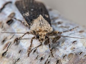 Agrotis puta