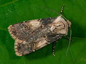 Agrotis puta