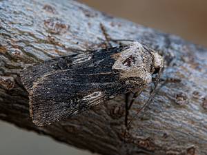 Agrotis puta