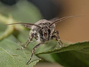 Agrotis segetum