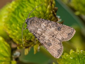 Agrotis segetum