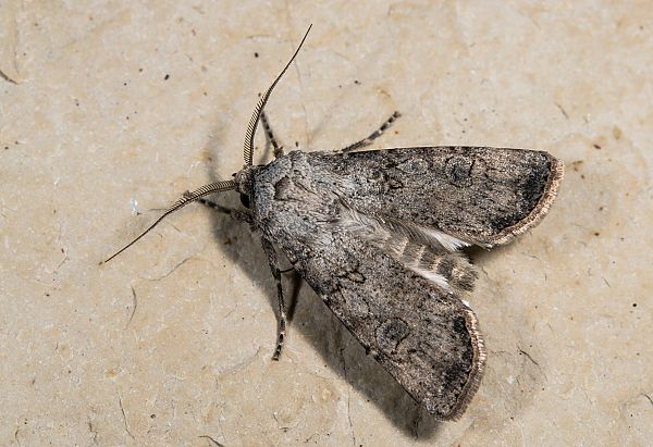 Agrotis segetum