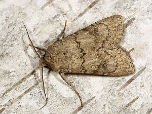 Agrotis segetum