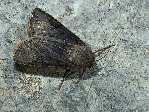 Agrotis segetum