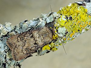 Agrotis segetum