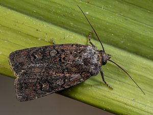 Agrotis segetum