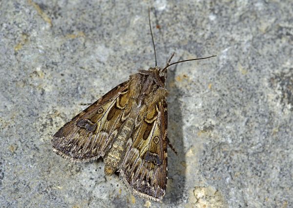 Agrotis vestigialis