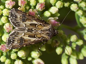 Agrotis vestigialis