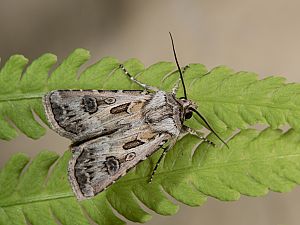 Agrotis vestigialis