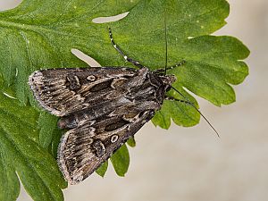 Agrotis vestigialis