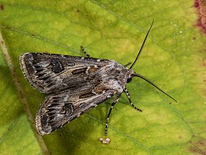 Agrotis vestigialis