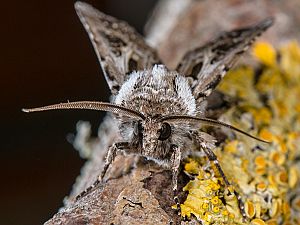 Agrotis vestigialis