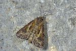 Agrotis vestigialis