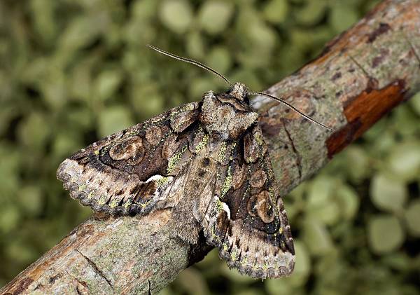 Allophyes oxyacanthae