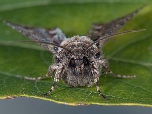 Allophyes oxyacanthae