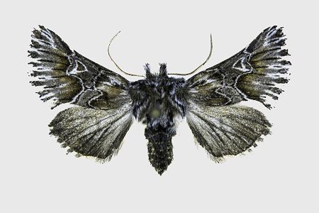 Amephana aurita
