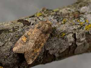 Amphipoea fucosa