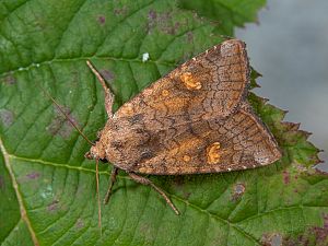 Amphipoea fucosa